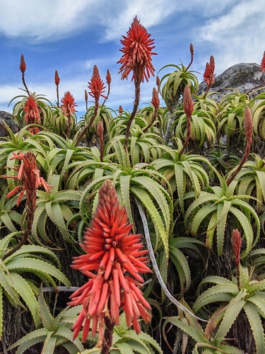 Aloe arborescens