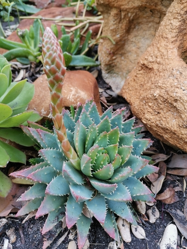 Aloe brevifolia