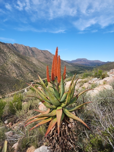 Aloe ferox