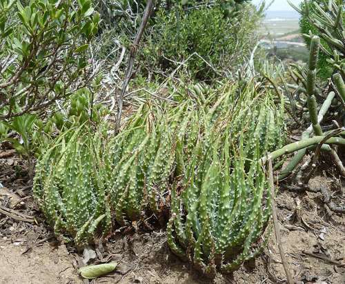 Aloe humilis