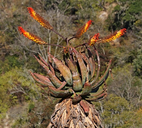 Aloe marlothii