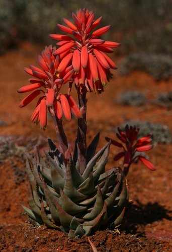 Aloe