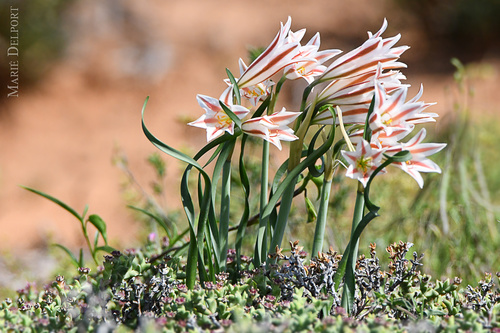 Amaryllidoideae