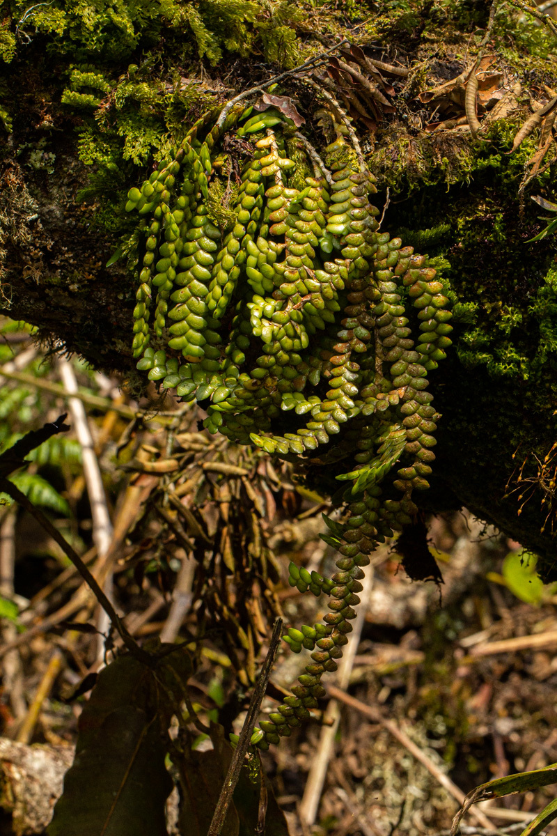 Angraecum distichum