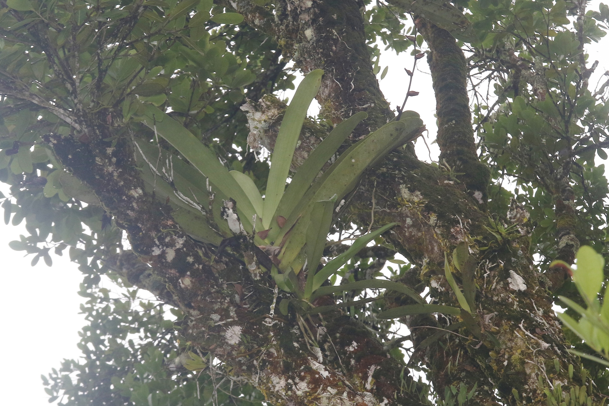 Angraecum eburneum