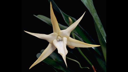 Angraecum