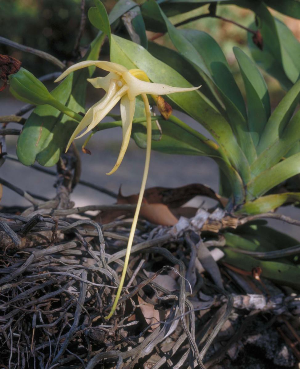 Angraecum sesquipedale