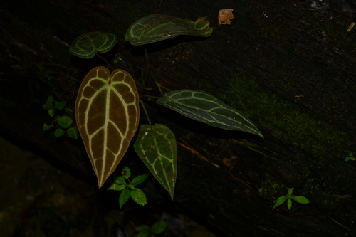 Anthurium crystallinum