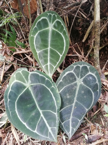 Anthurium forgetii