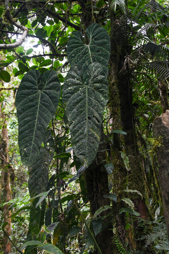 Anthurium metallicum
