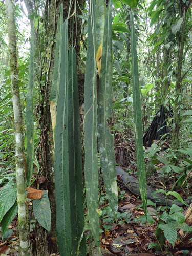 Anthurium pallidiflorum