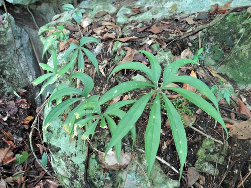 Anthurium pedatoradiatum
