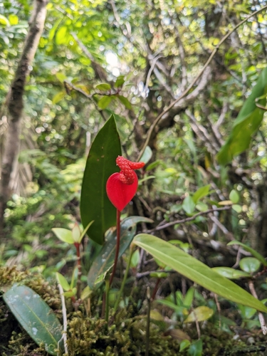 Anthurium scherzerianum