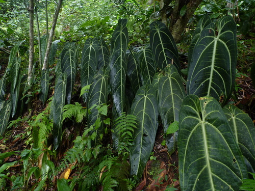 Anthurium warocqueanum