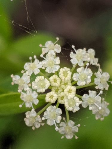 Apiales