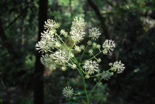 Aralia