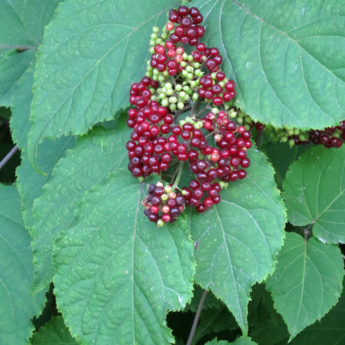 Aralia racemosa