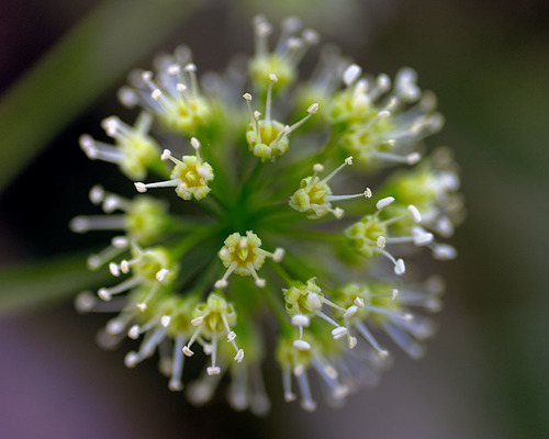 Araliaceae