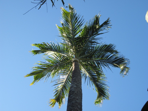Arecaceae