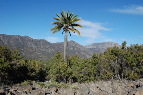 Arecoideae