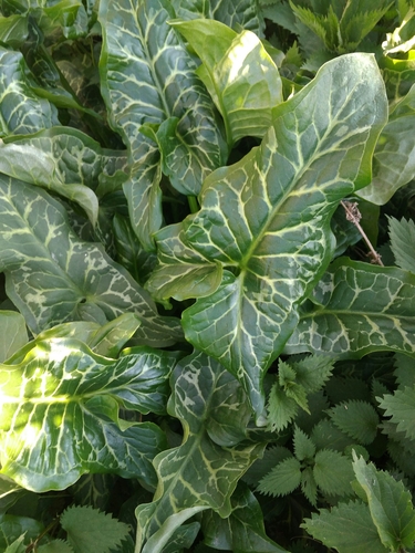 Arum