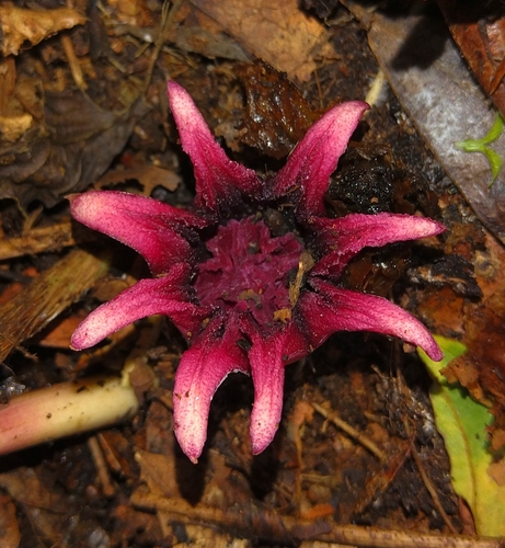 Aspidistra