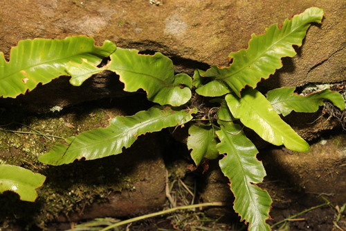 Asplenium