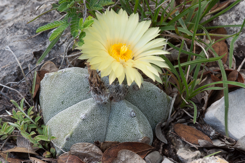 Astrophytum myriostigma