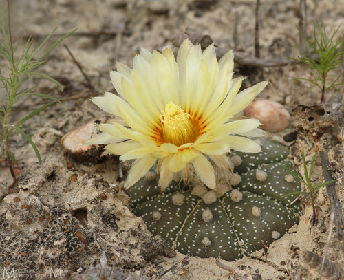 Astrophytum