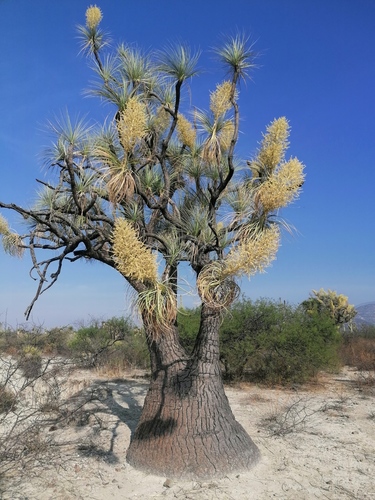 Beaucarnea