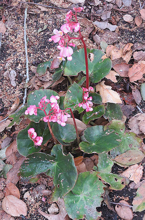 Begonia erythrophylla