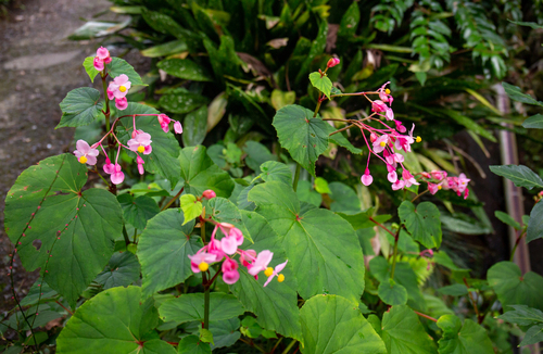 Begonia grandis