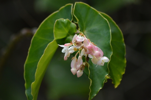 Begonia maculata