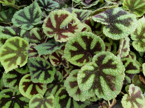 Begonia masoniana