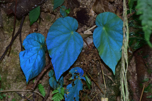 Begonia pavonina