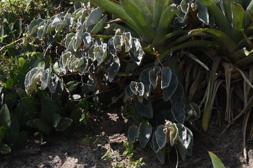 Begonia venosa