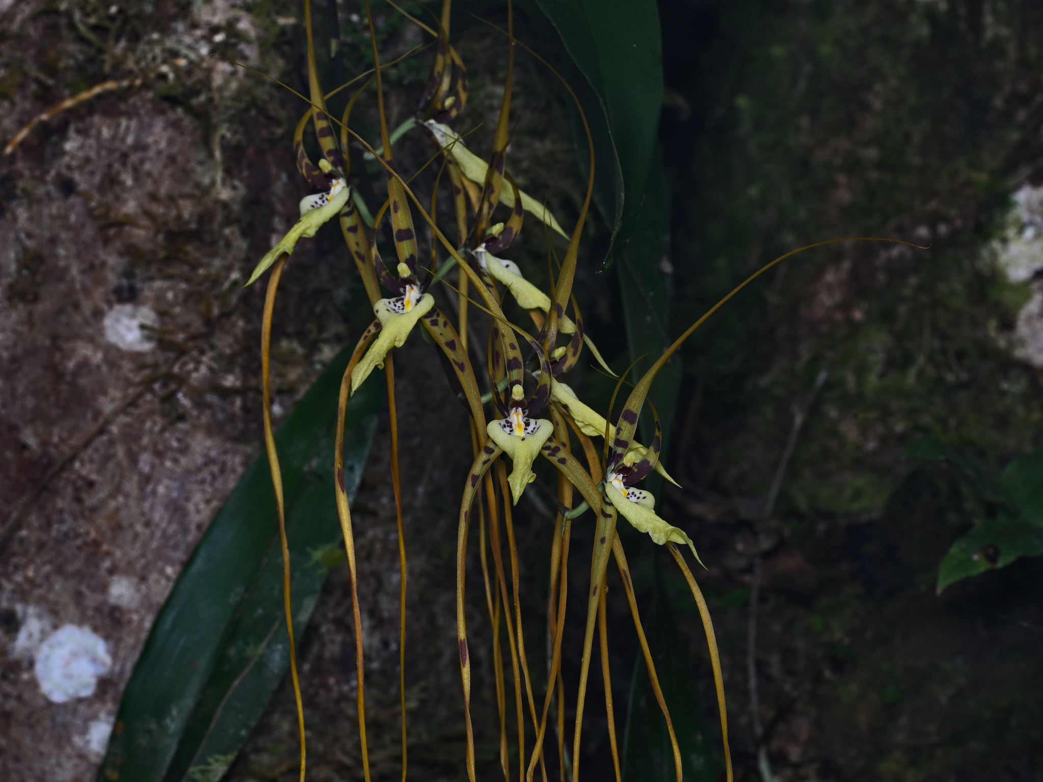 Brassia arcuigera