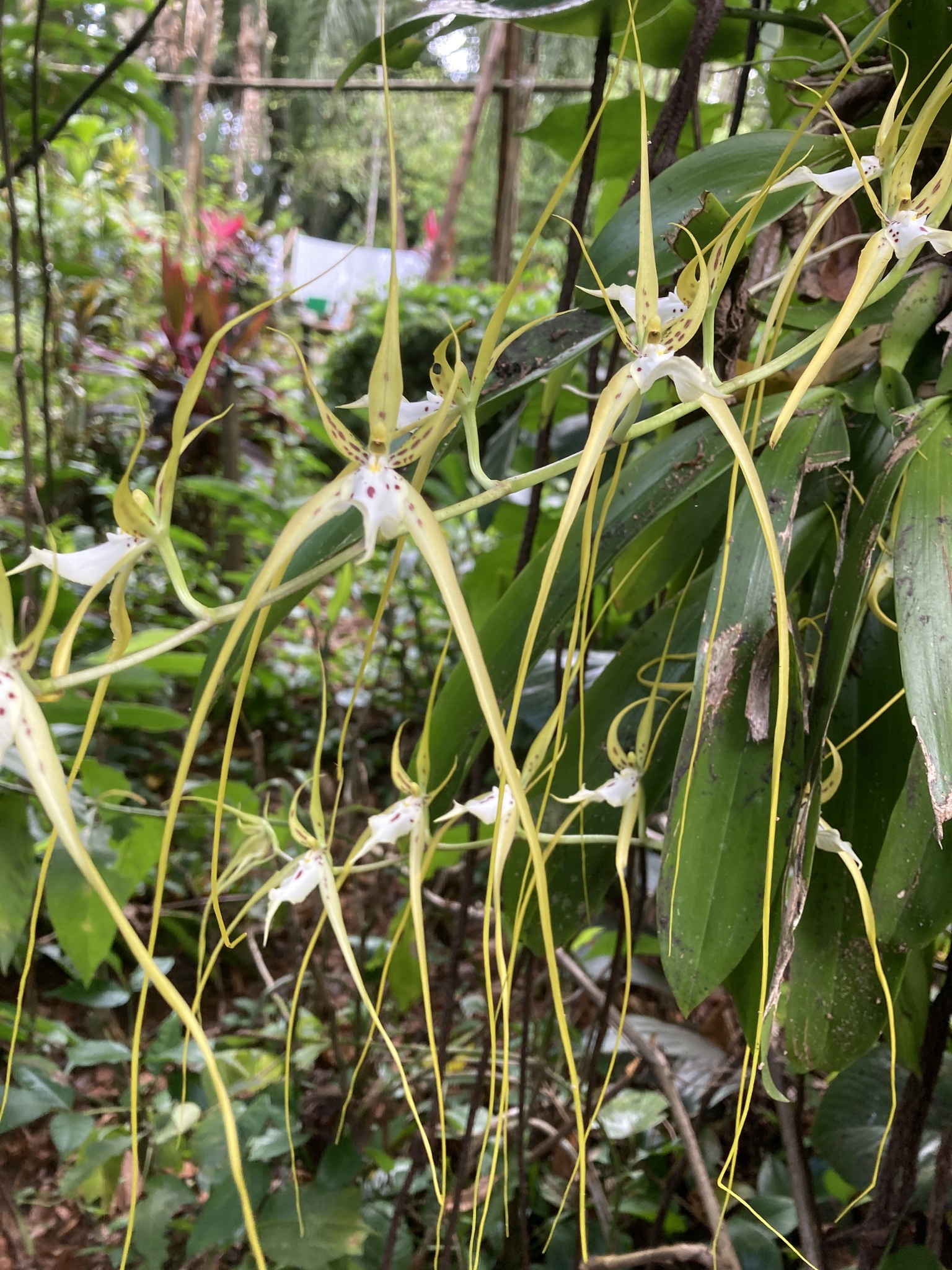 Brassia caudata