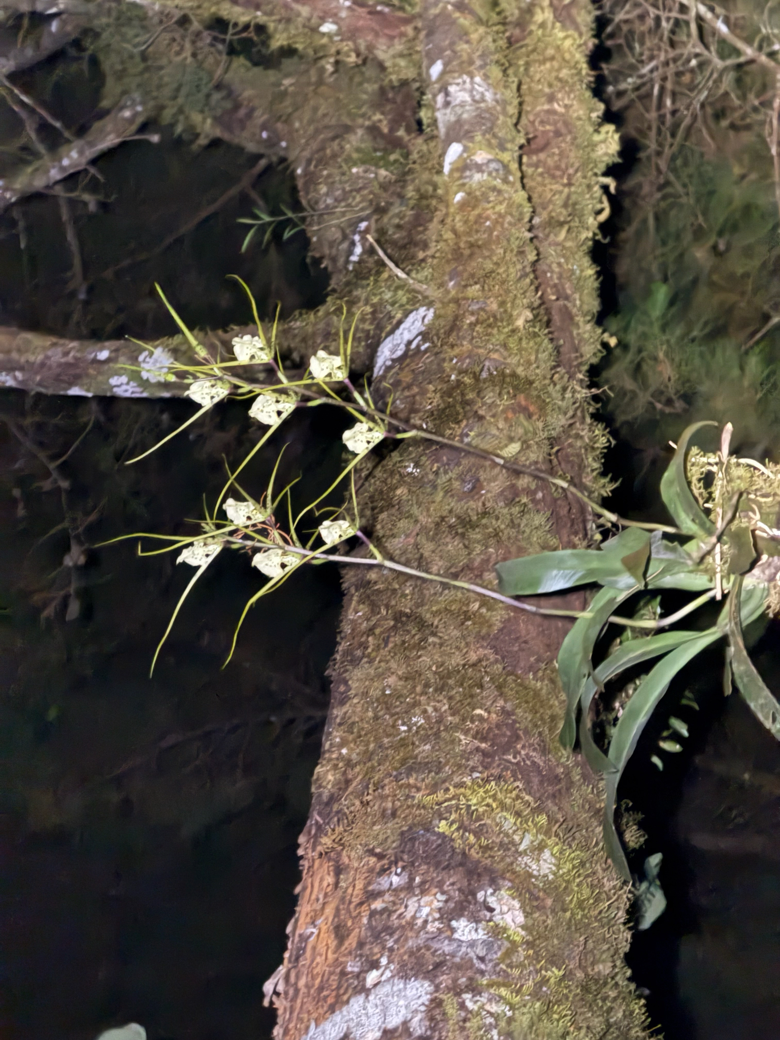 Brassia verrucosa