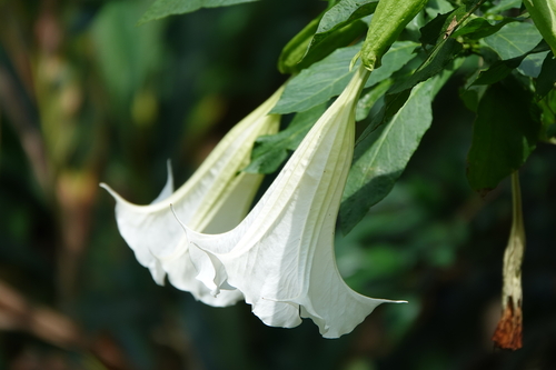 Brugmansia