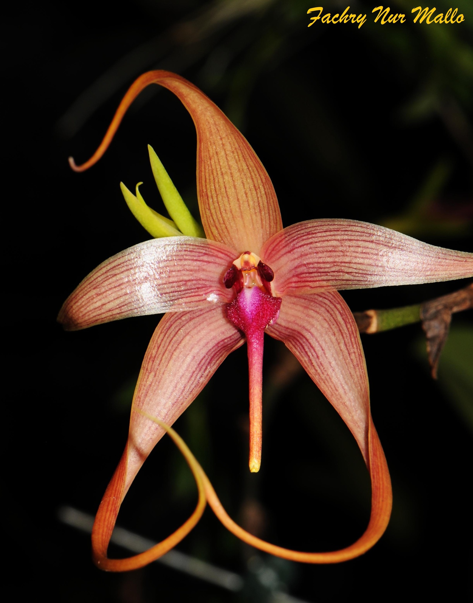 Bulbophyllum echinolabium