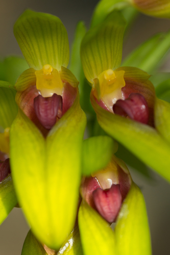 Bulbophyllum graveolens