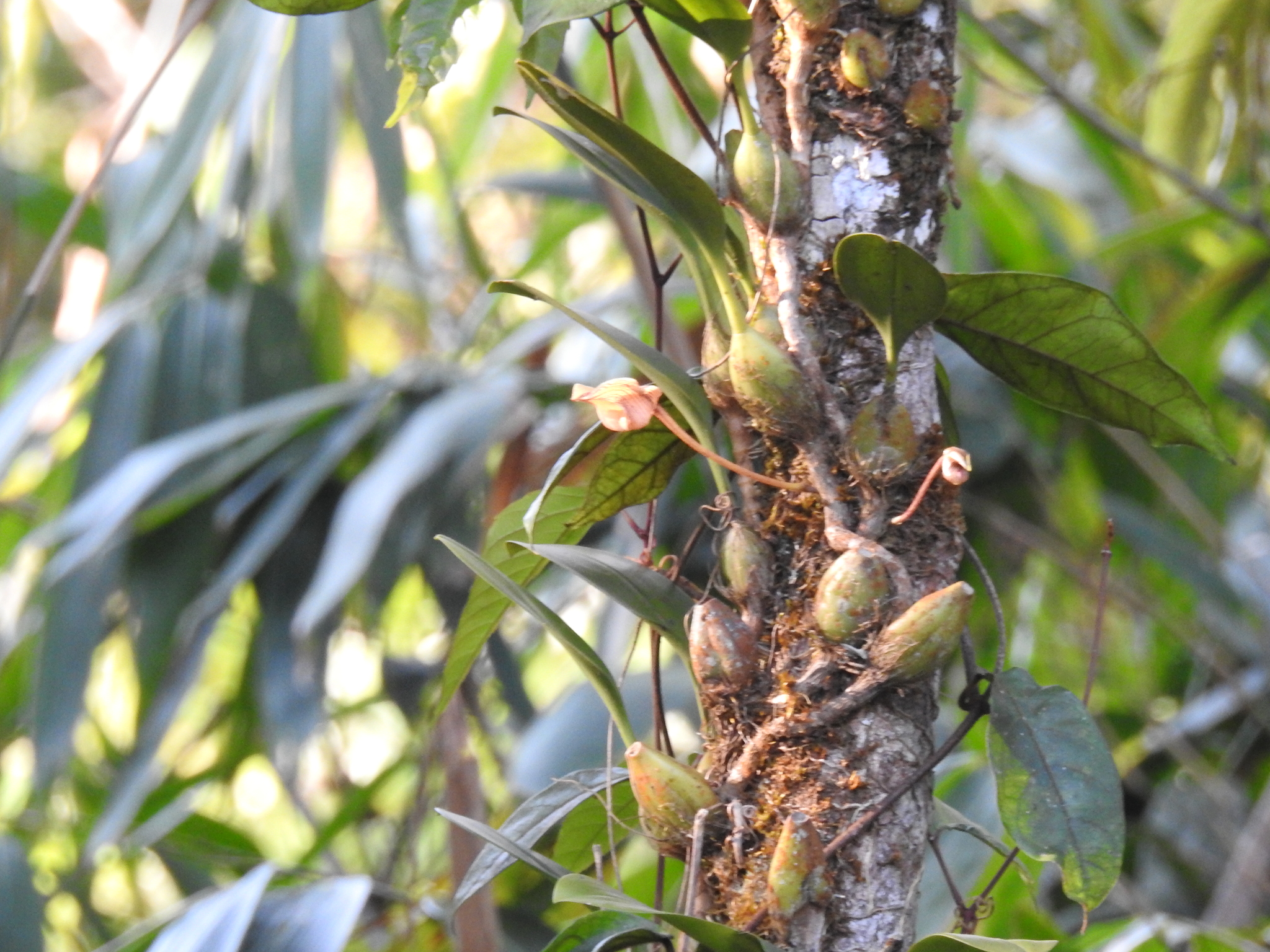 Bulbophyllum lobbii