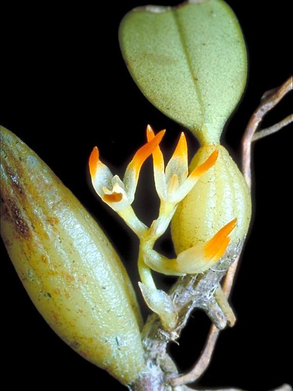 Bulbophyllum