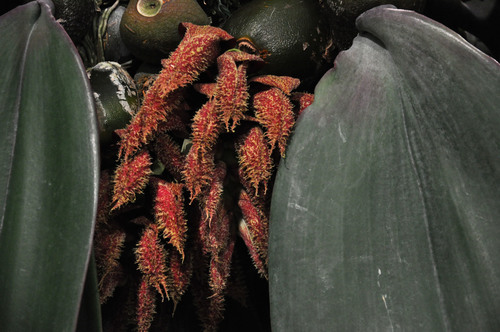 Bulbophyllum phalaenopsis