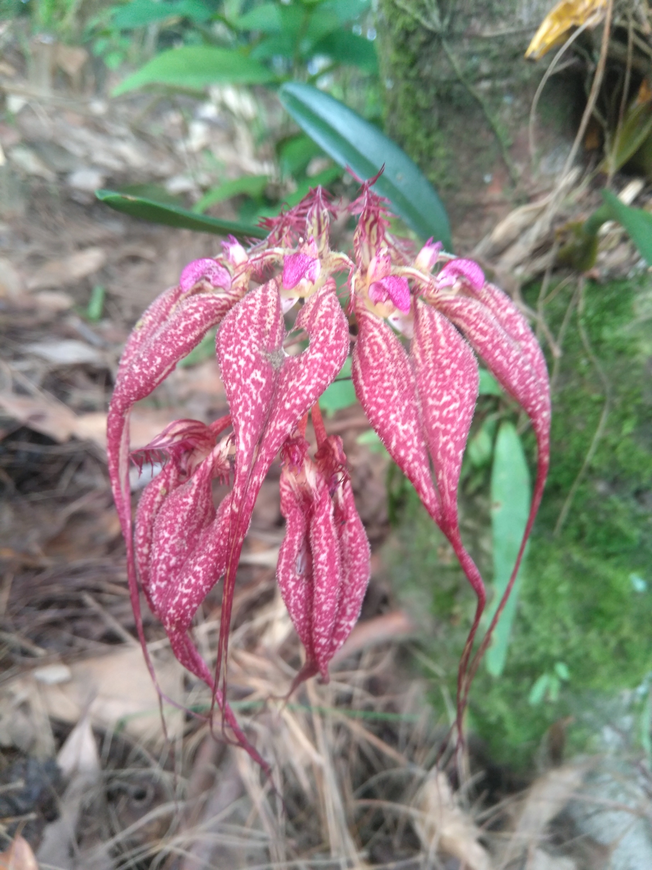 Bulbophyllum rothschildianum
