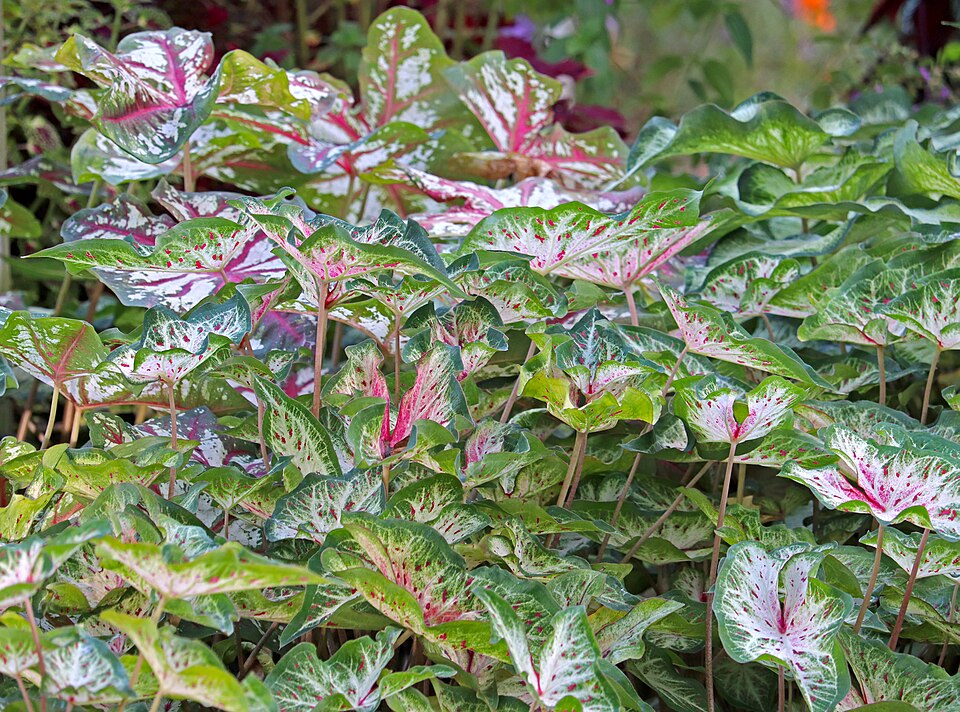 Caladium hybrid