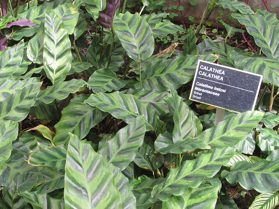 Calathea lietzei