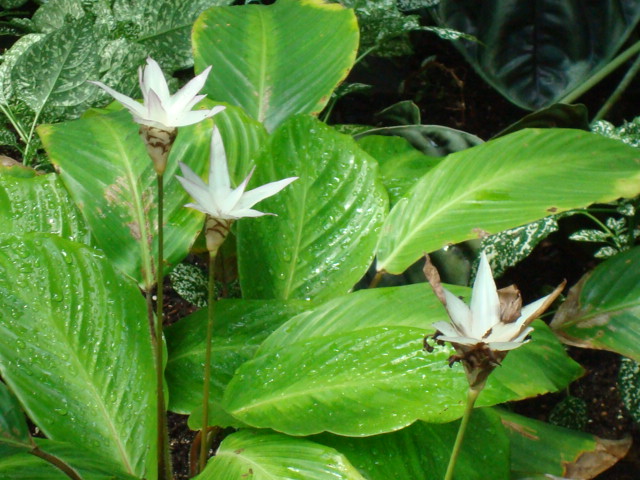 Calathea loeseneri