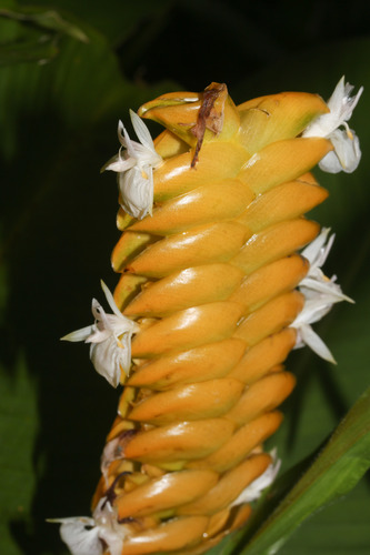 Calathea